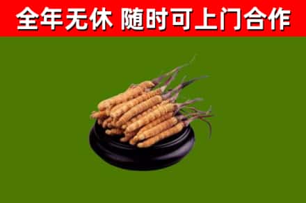许昌回收散虫草