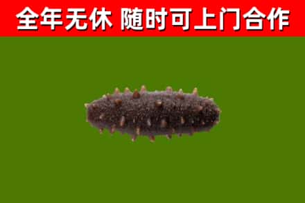 许昌回收海参干